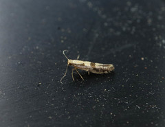 Argyresthia conjugella