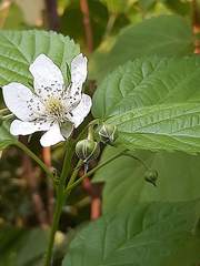 Rubus