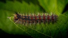 Lymantria dispar