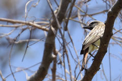 Myiodynastes luteiventris