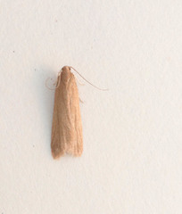 Helcystogramma rufescens