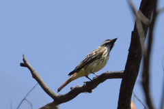 Myiodynastes luteiventris