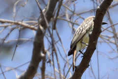 Myiodynastes luteiventris