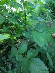 Rubus