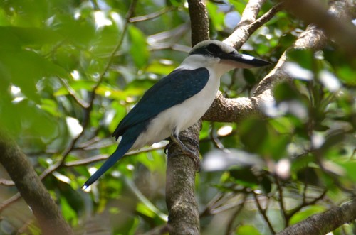 Mariana Kingfisher (Todiramphus albicilla), photo 6