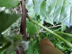 Rubus