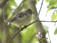 Camptostoma obsoletum