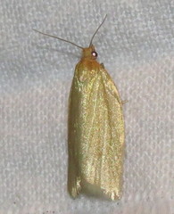 Clepsis clemensiana