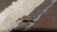 Aedes canadensis canadensis