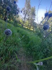 Centaurea scabiosa