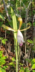 Cleistesiopsis bifaria