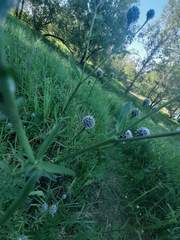 Centaurea scabiosa
