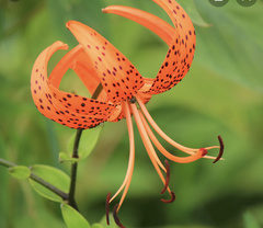 Lilium pardalinum