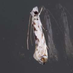 Erechthias mystacinella