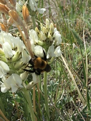 Bombus morrisoni