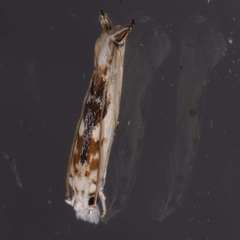Erechthias mystacinella