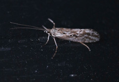 Phryganea bipunctata