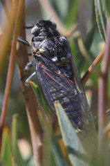 Clidophleps