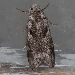 Lichenaula choriodes