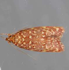 Syringoseca rhodoxantha