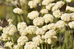 Satyrium saepium