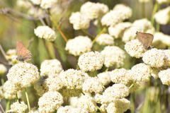 Satyrium saepium