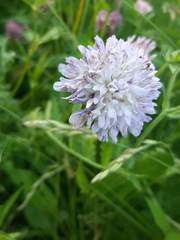 Knautia arvensis