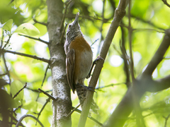 Pheugopedius rutilus