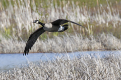 Branta canadensis parvipes
