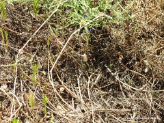 Petrorhagia prolifera