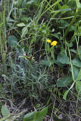 Tanacetum achilleifolium