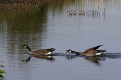 Branta canadensis parvipes