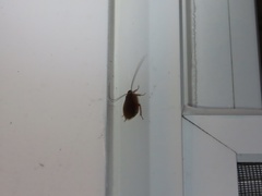 Blattoidae