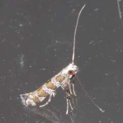 Acrocercops irrorata