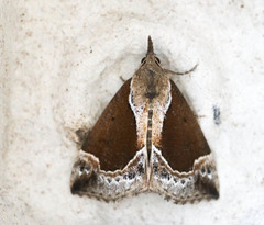 Hypena crassalis