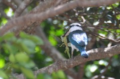Todiramphus albicilla
