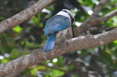 Todiramphus albicilla