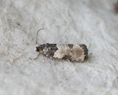 Gibberifera simplana