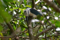 Todiramphus albicilla