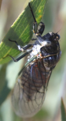 Clidophleps