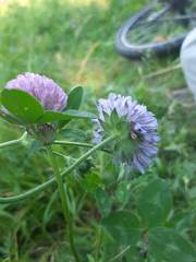 Knautia arvensis
