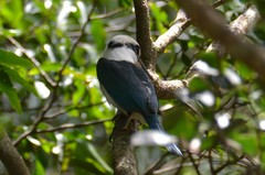 Todiramphus albicilla