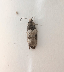 Gibberifera simplana