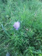 Knautia arvensis