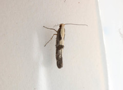 Argyresthia conjugella