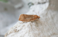 Argyresthia conjugella