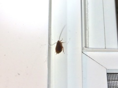 Blattoidae