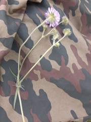Knautia arvensis