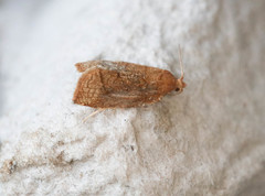 Argyresthia conjugella