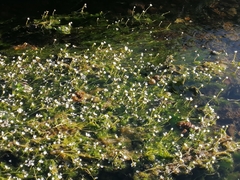 Ranunculus penicillatus